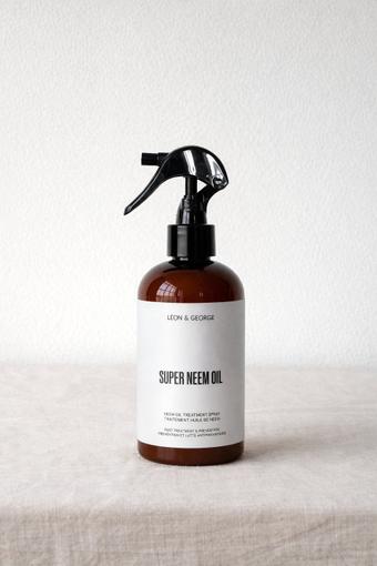 indoor plants picture