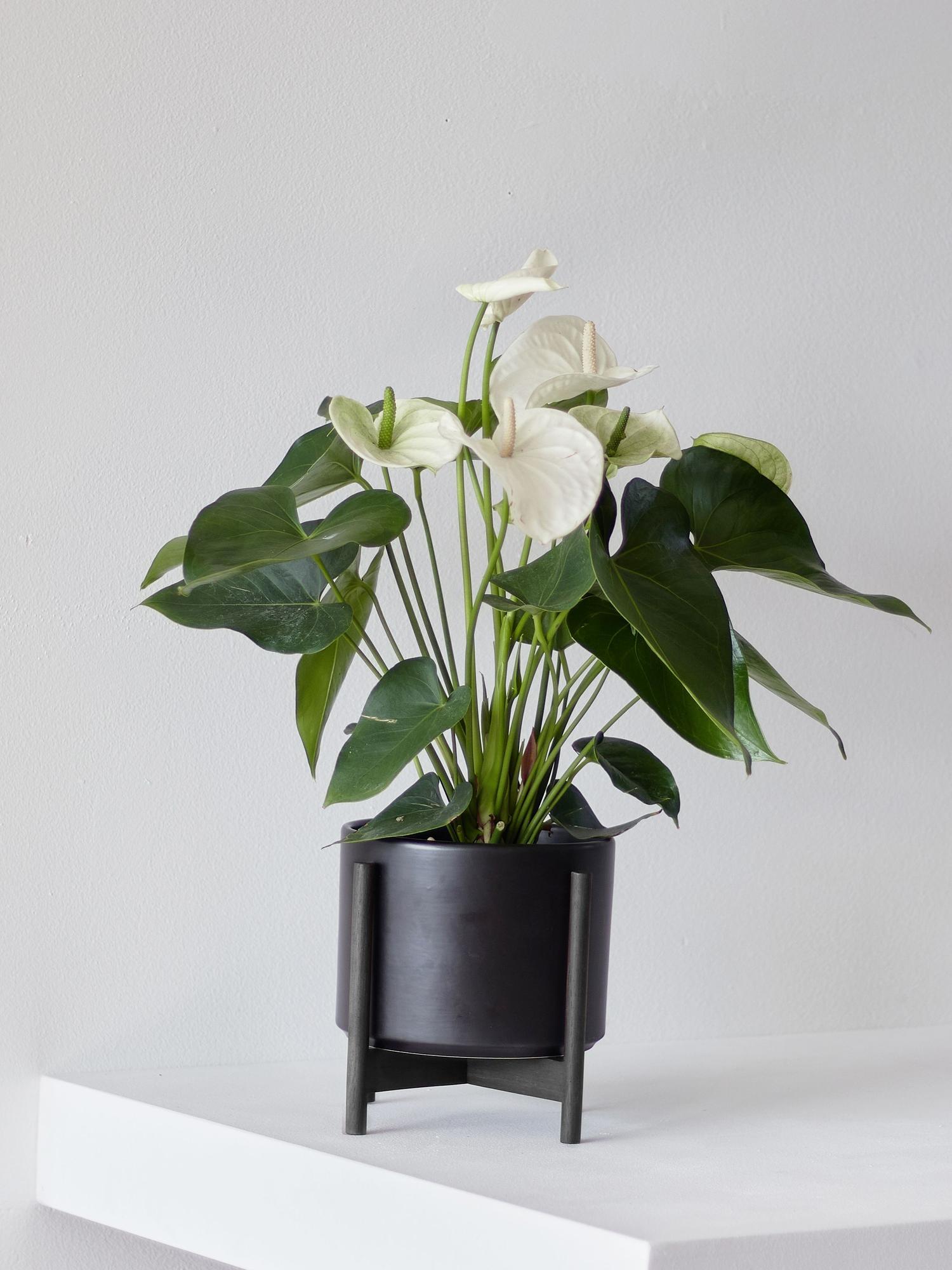 Anthurium - Queen of Spades Medium (1-2 ft tall) + Mid-Century Ceramic Pot  | Lon & George