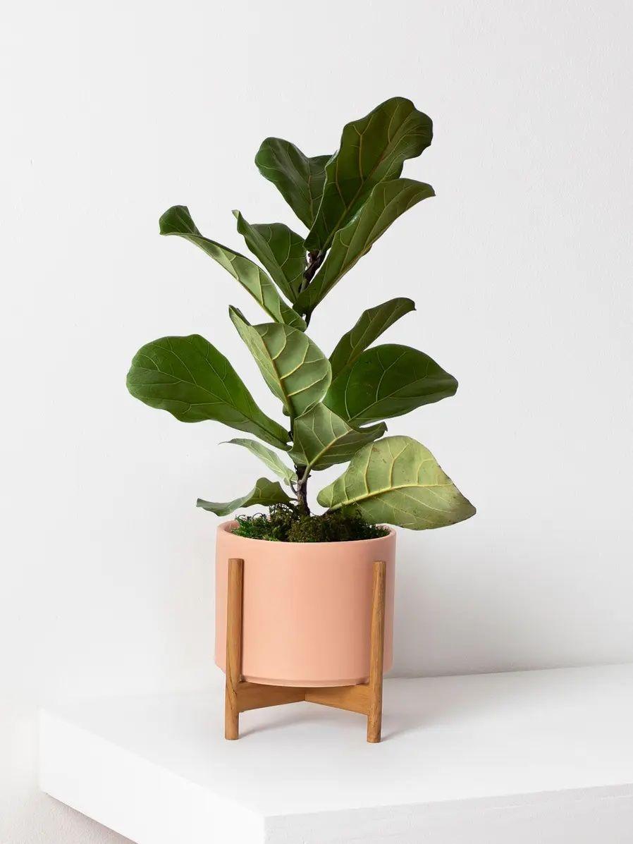 Fiddle Leaf Fig Plant