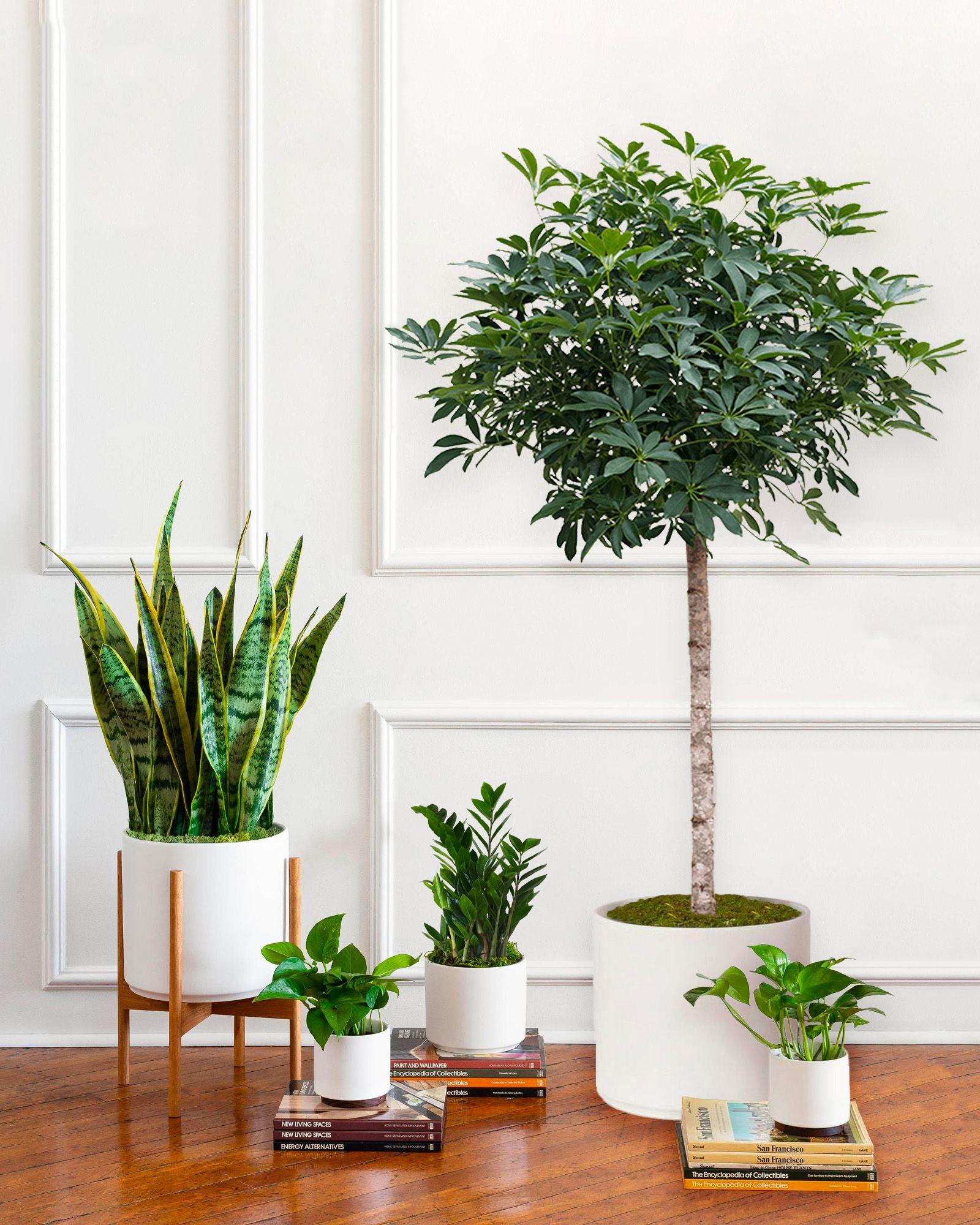 Pack XL - Plantes faciles à entretenir