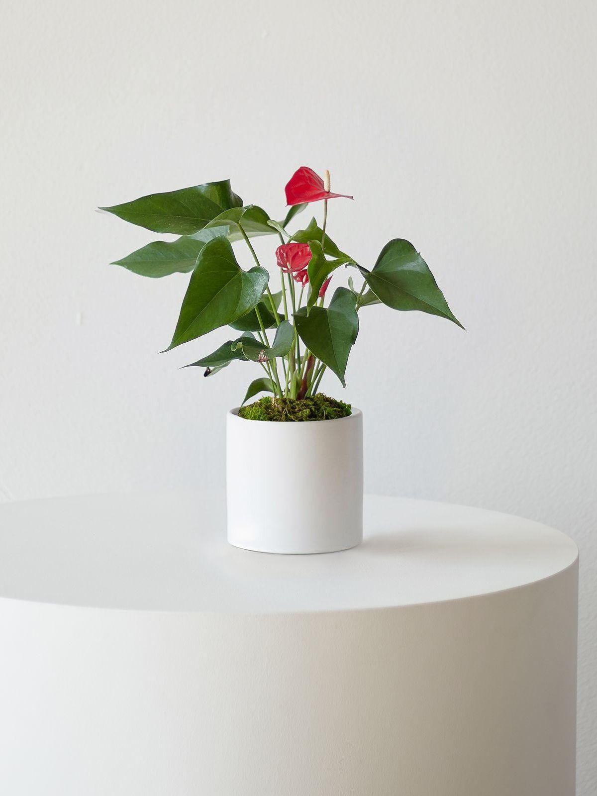 Anthurium - King of Hearts