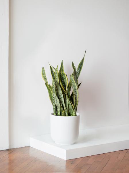 Snake Plant Laurentii