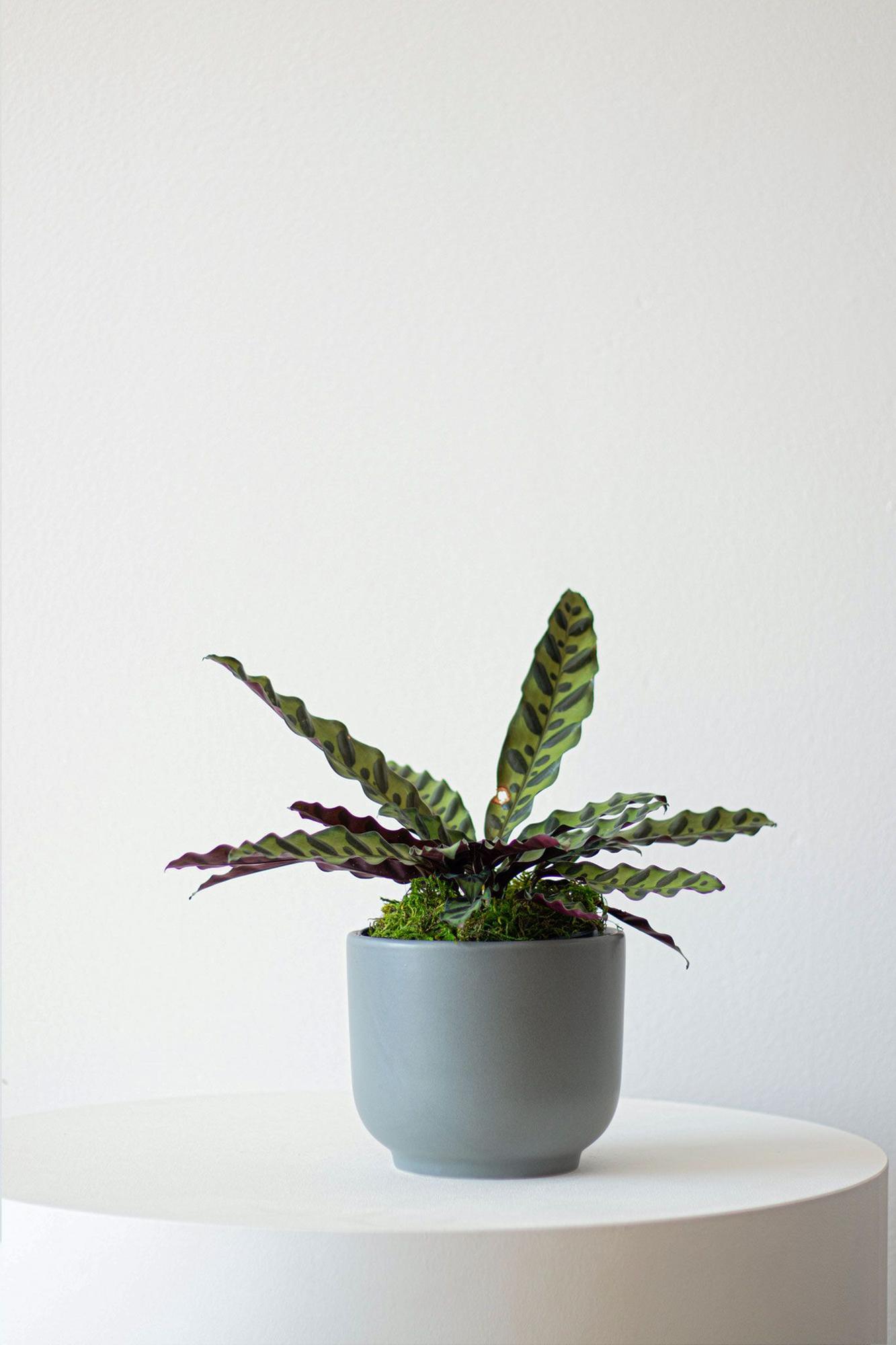 Calathea Rattlesnake