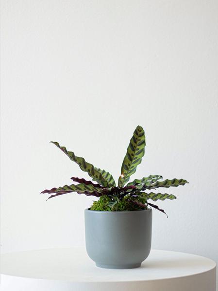 Calathea Rattlesnake