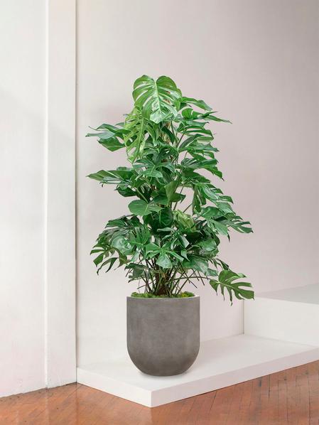 Monstera Deliciosa Géant