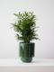 Parlor Palm