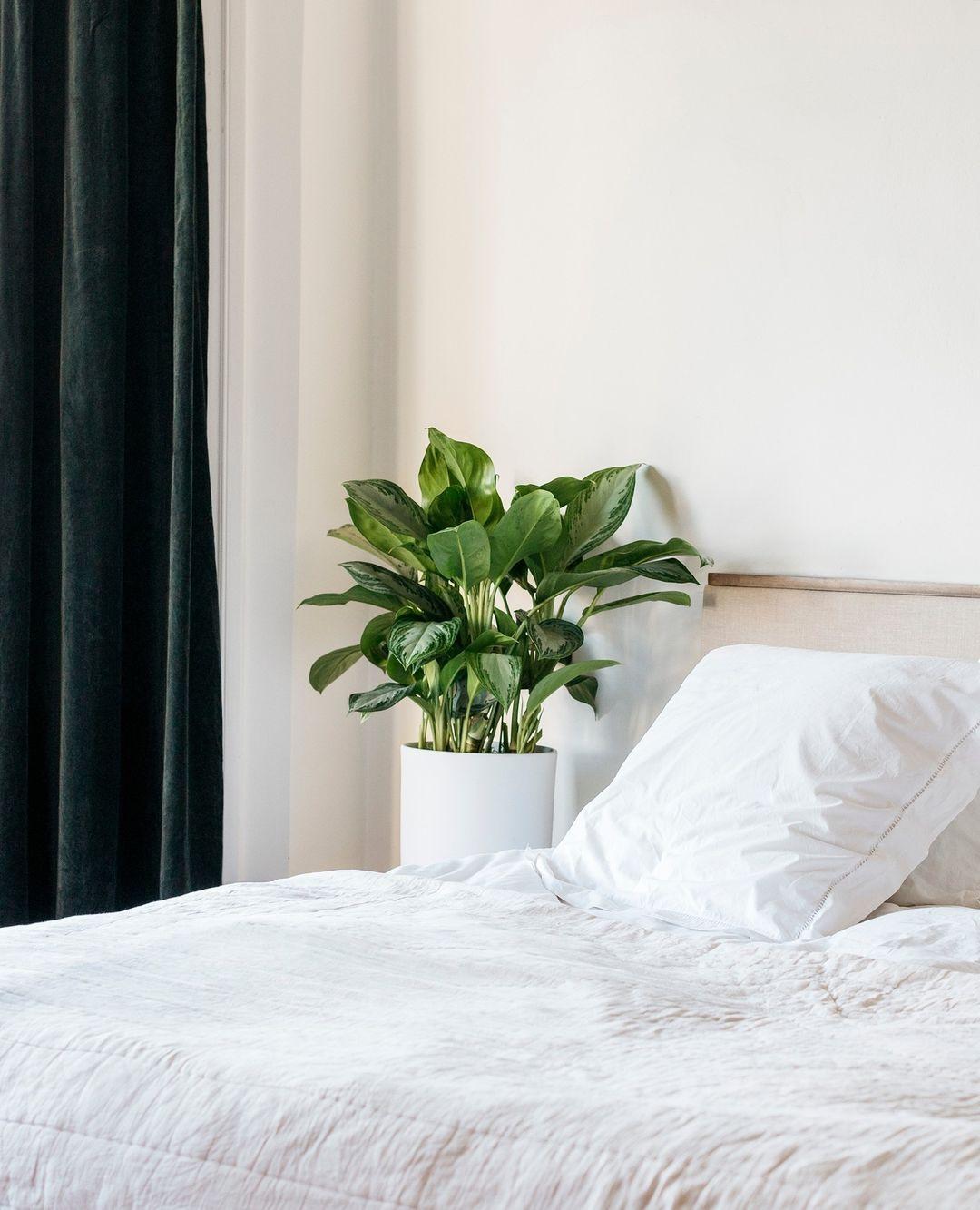 Saviez-vous que les plantes améliorent la relaxation et peuvent dépolluer l'air ambiant ? Commandez des plantes d'intérieur en pot pour votre chambre et créez un espace cosy.