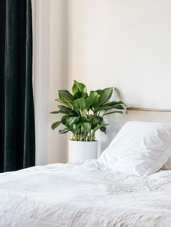 Saviez-vous que les plantes améliorent la relaxation et peuvent dépolluer l'air ambiant ? Commandez des plantes d'intérieur en pot pour votre chambre et créez un espace cosy.
