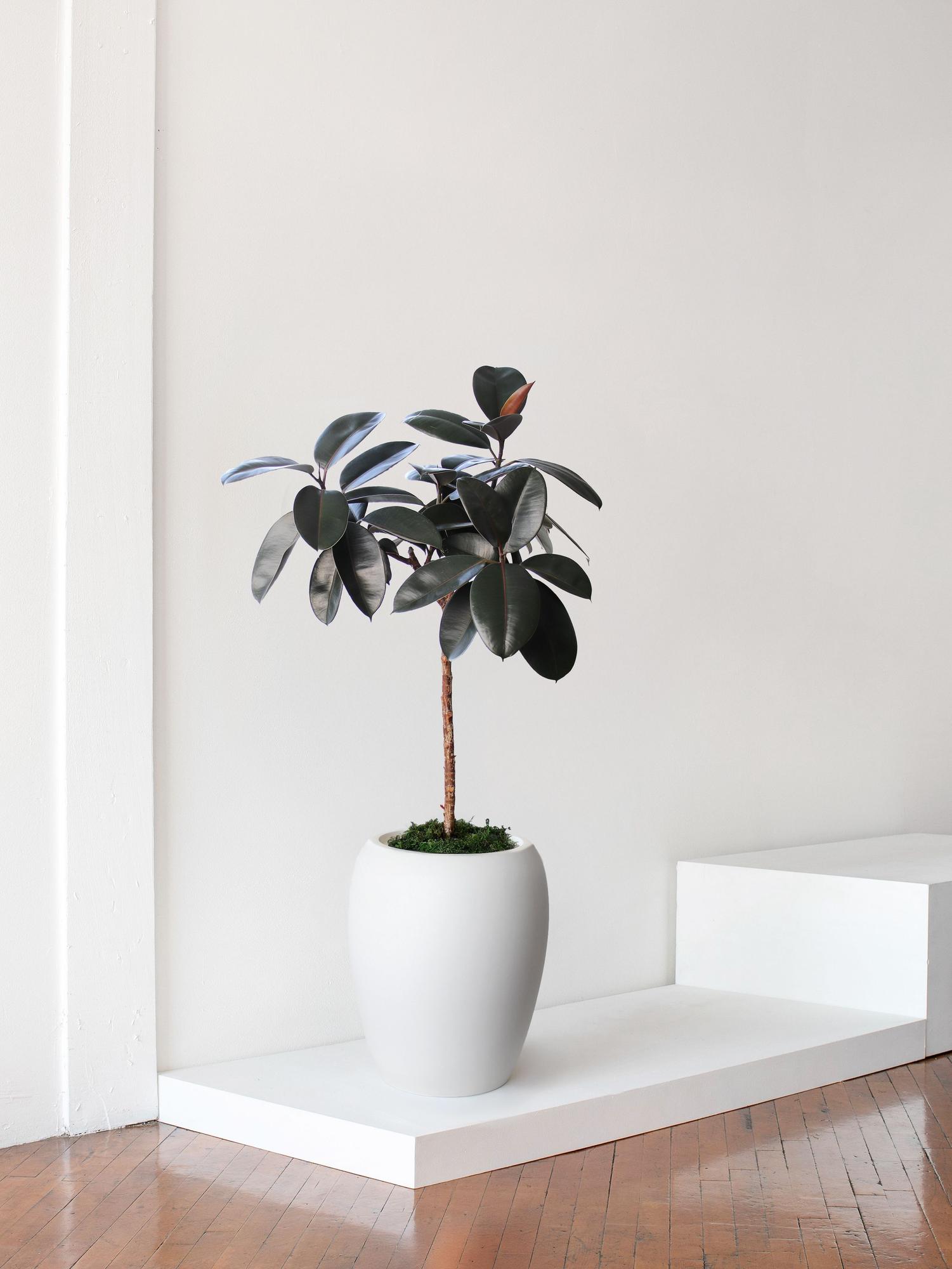 Rubber Tree 