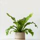 Bird's Nest Fern