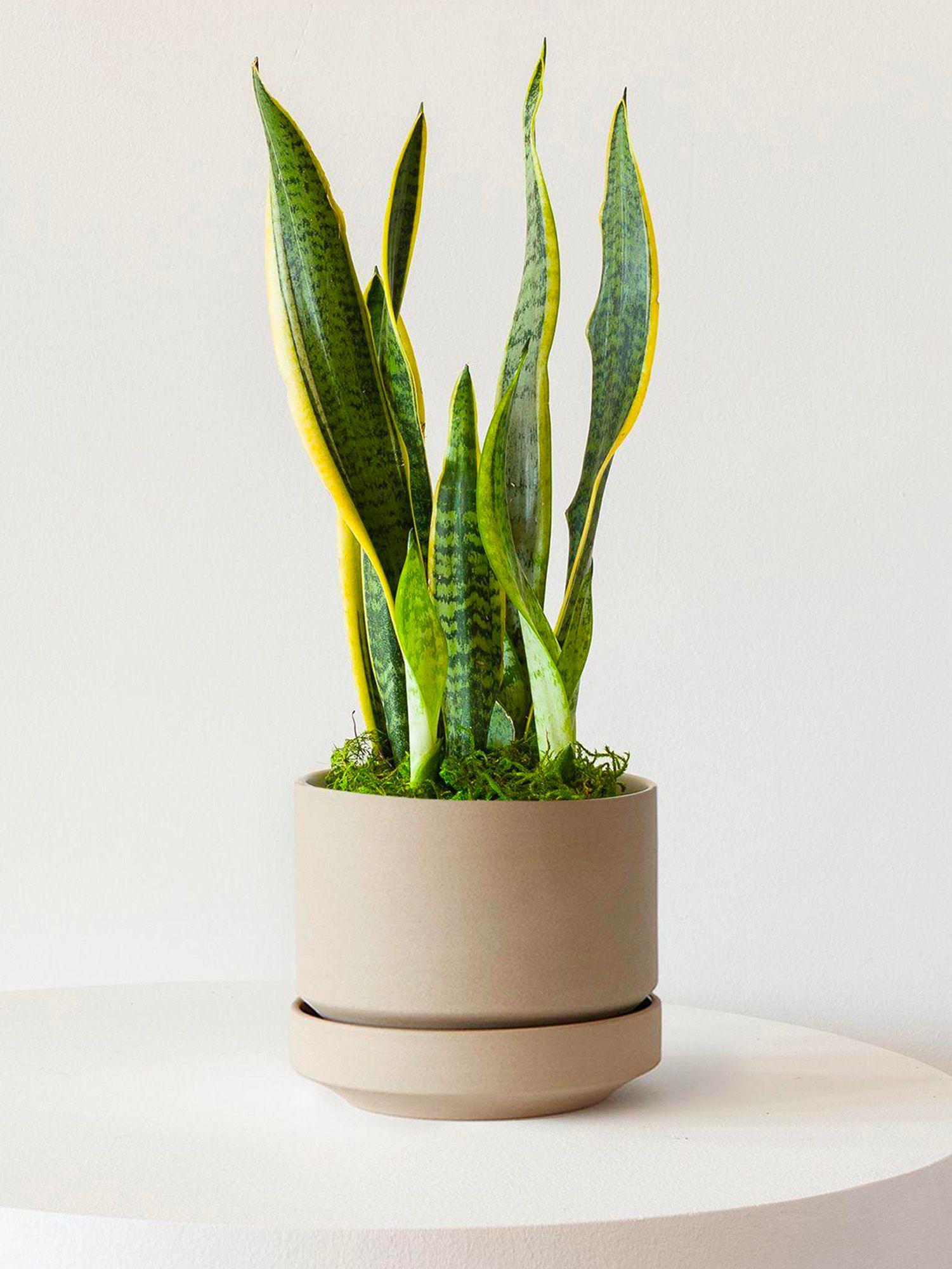 Scandinavian - Le 20