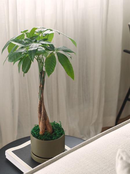 Year Of The Dragon Braided Money Tree