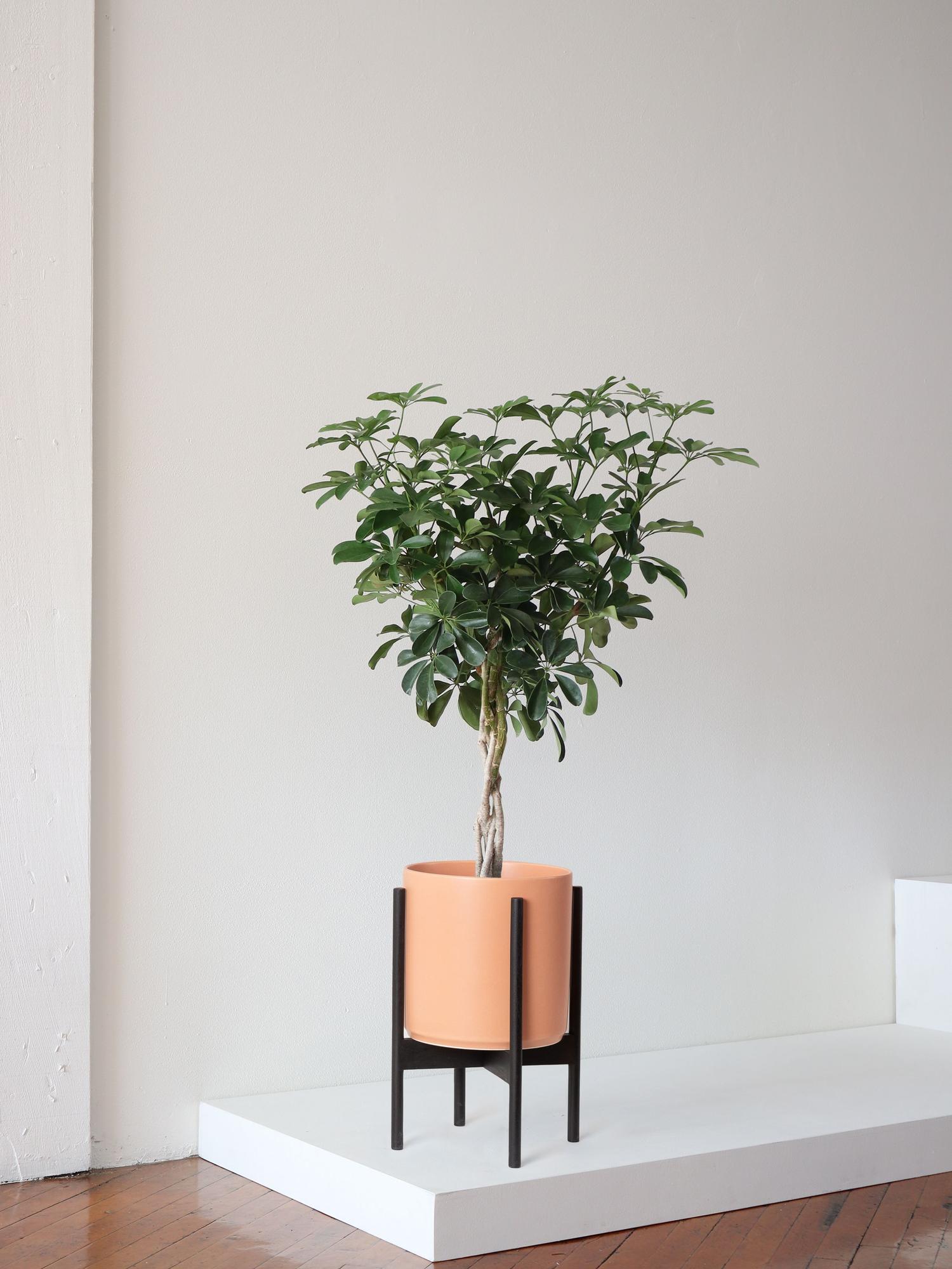 braided-schefflera-tree-coral-