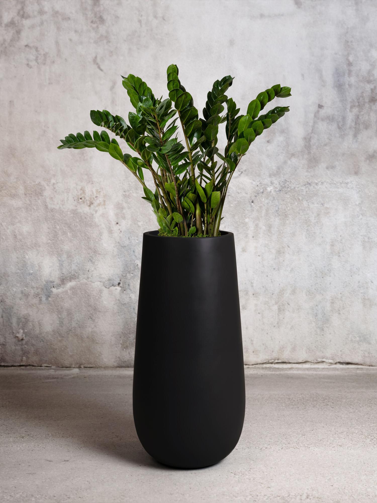 Zanzibar Gem With Flute Pot Large 4 – 4 ½ tall, potted plant
