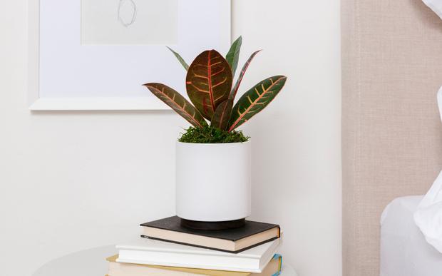 Unique and colorful plants for fall.