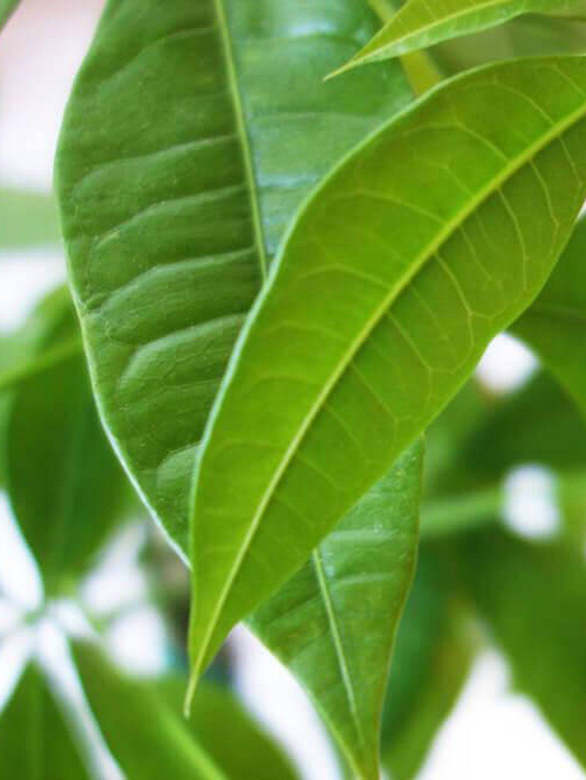 Money Tree and Zanzibar Gem Duo