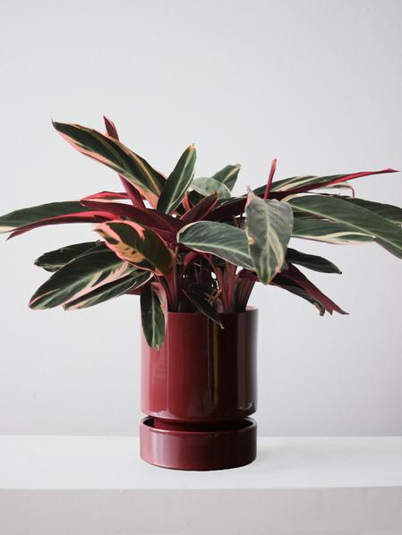 Magenta Triostar