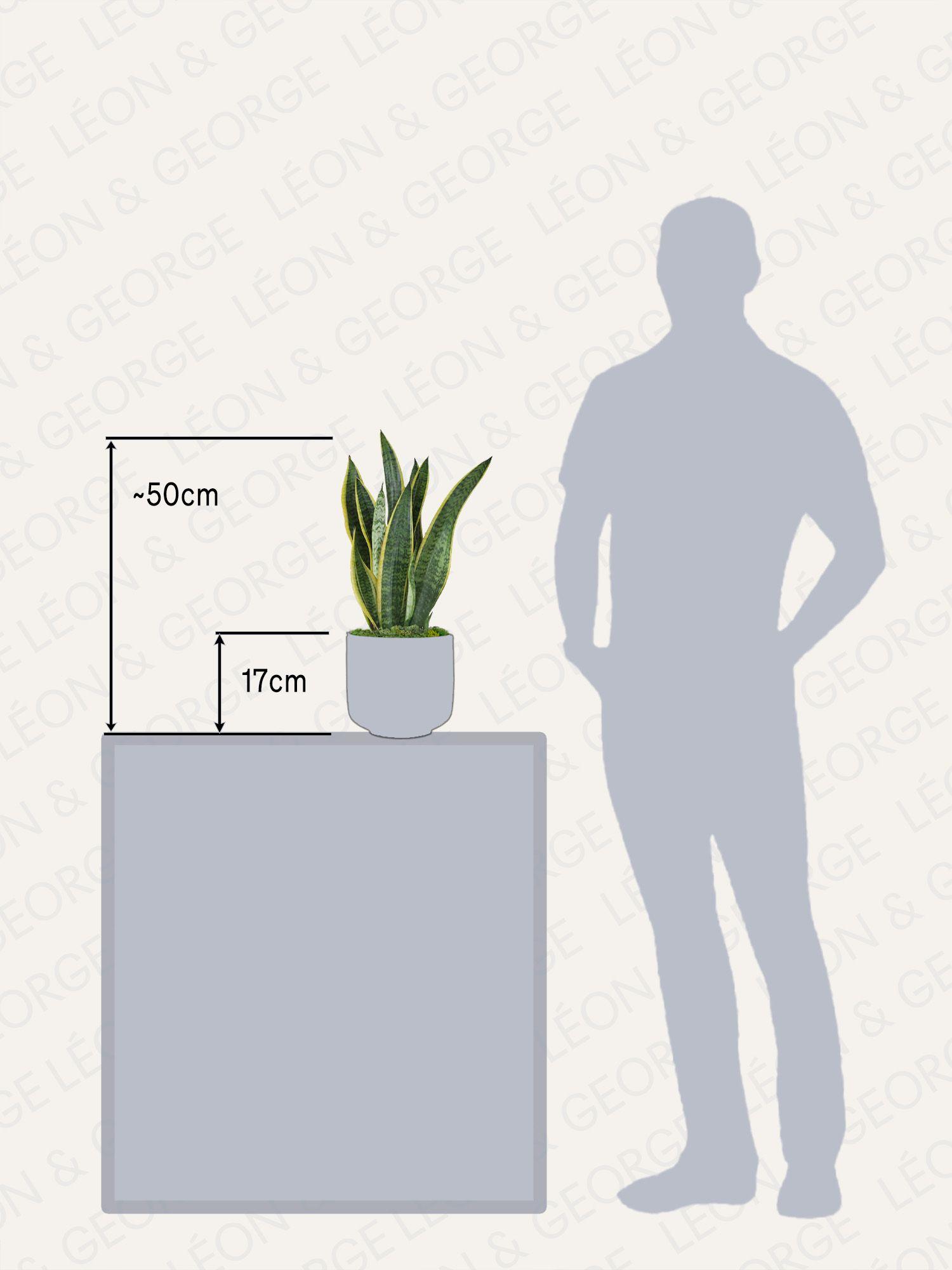 Sansevieria Laurentii