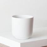 Dracaena Song of India - White Nouvelle Ceramic