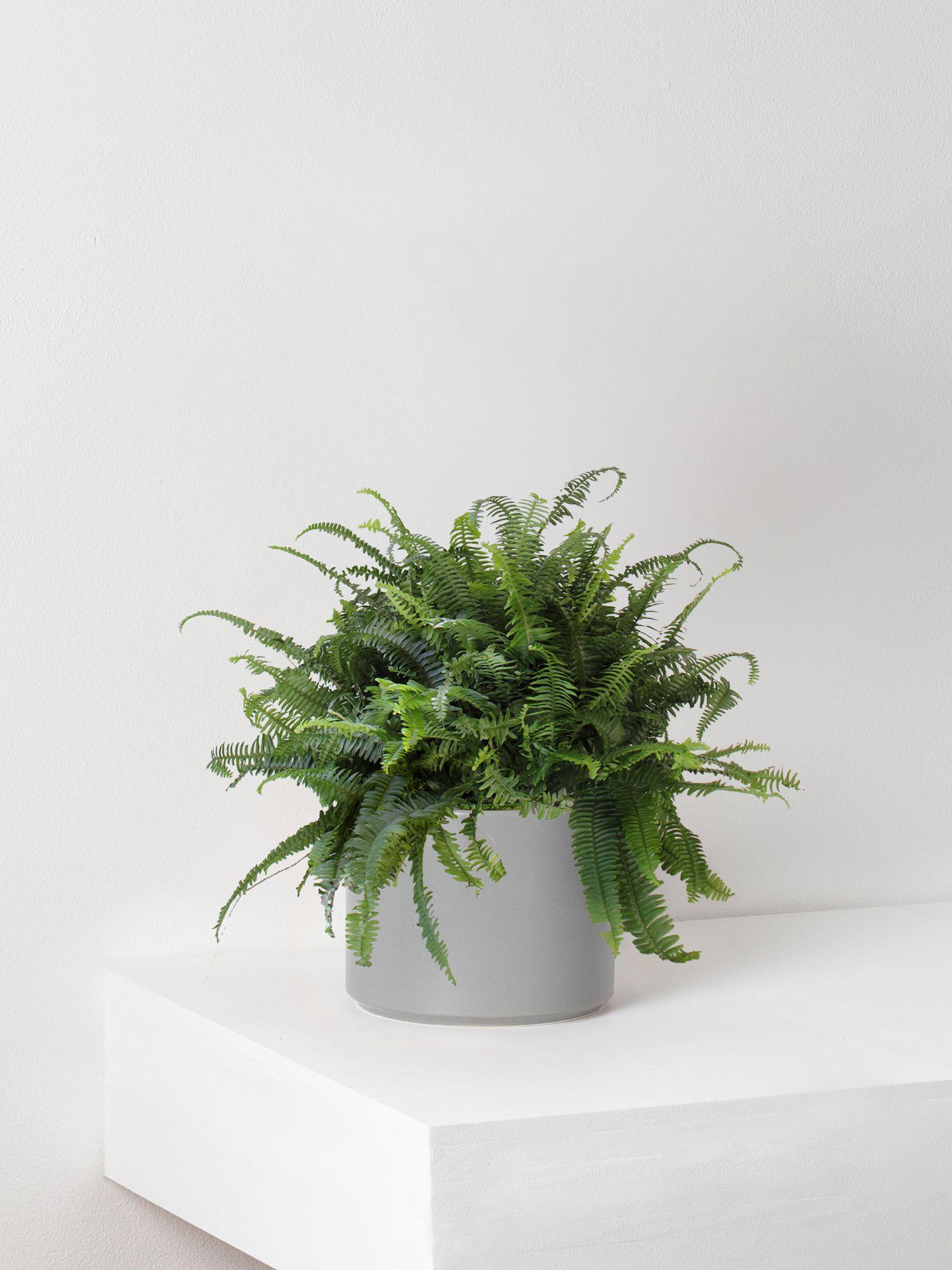 Boston Fern - Gray Ceramic & Dark Stand