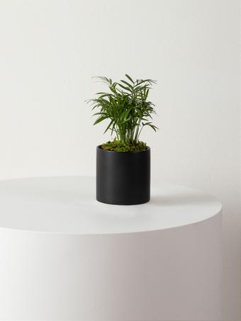 indoor plants picture