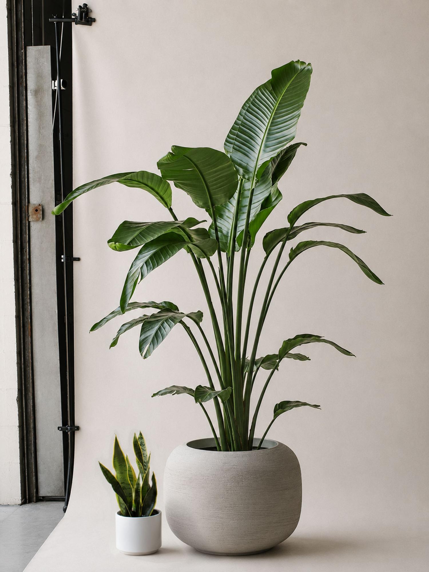 Bird of Paradise