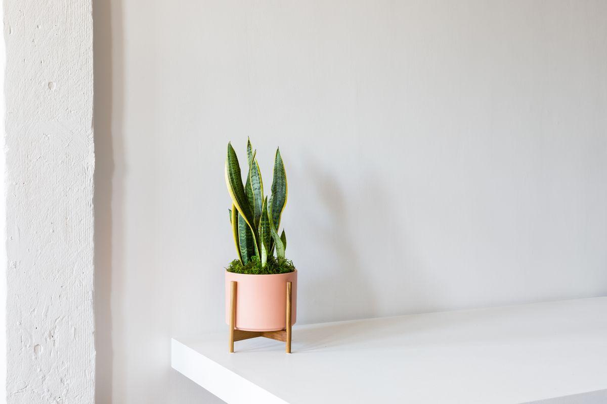 Fully-grown California Potted House Plants &middot;
Premium furniture-grade ceramics &middot;
Guaranteed for 45 days &middot;
Lifetime access to our Plant Doctor service