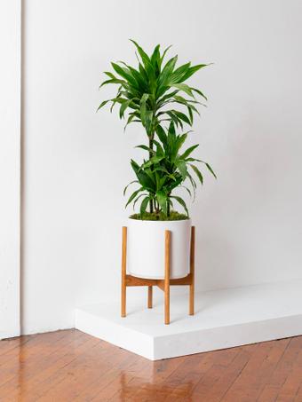 indoor plants picture