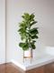 Fiddle Leaf Fig Bush