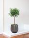 Arbre Ficus Alii