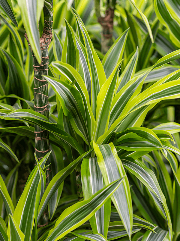 Dracaena Fragrans Lemon Lime