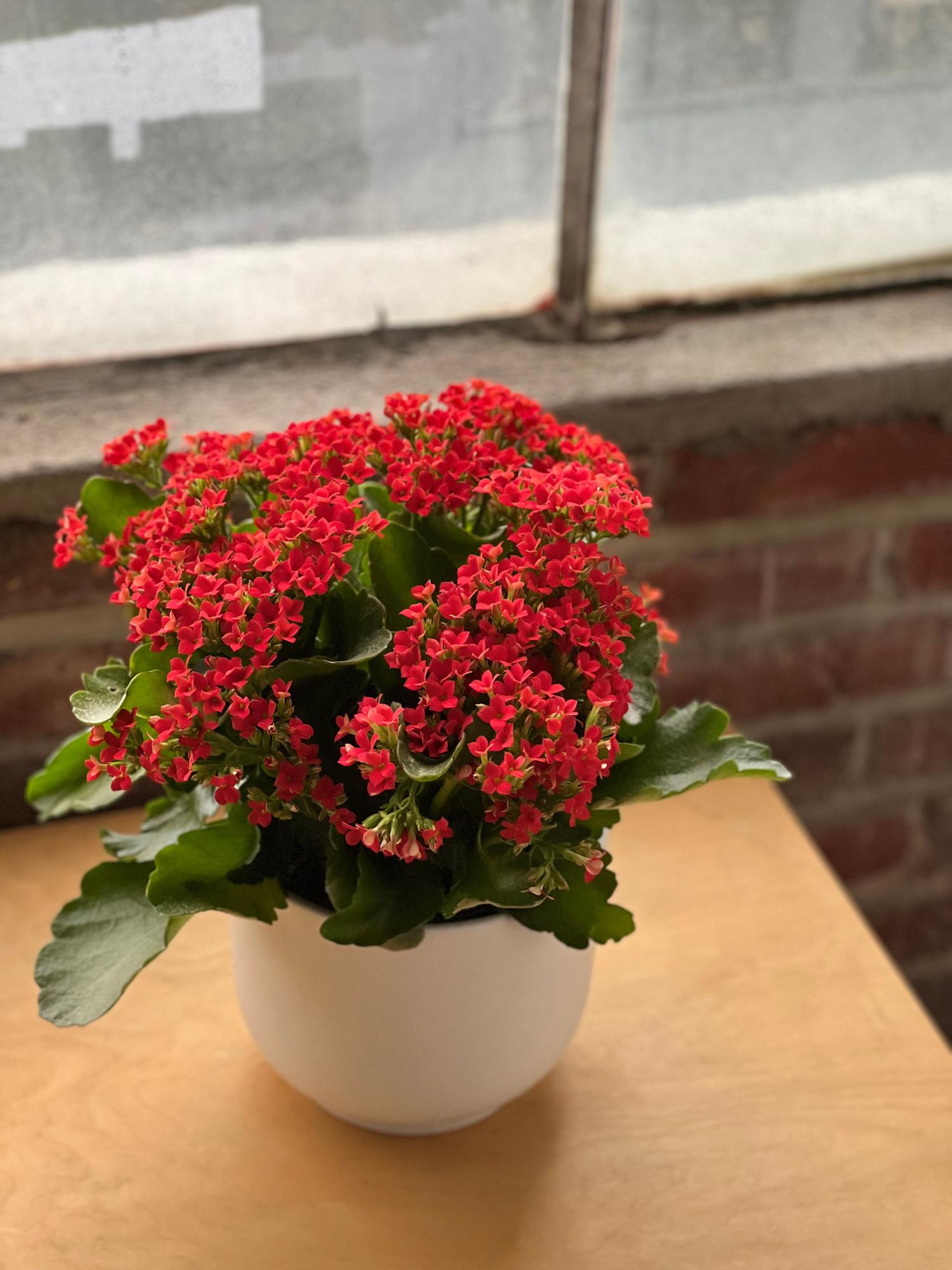 Candy Hearts Calandiva