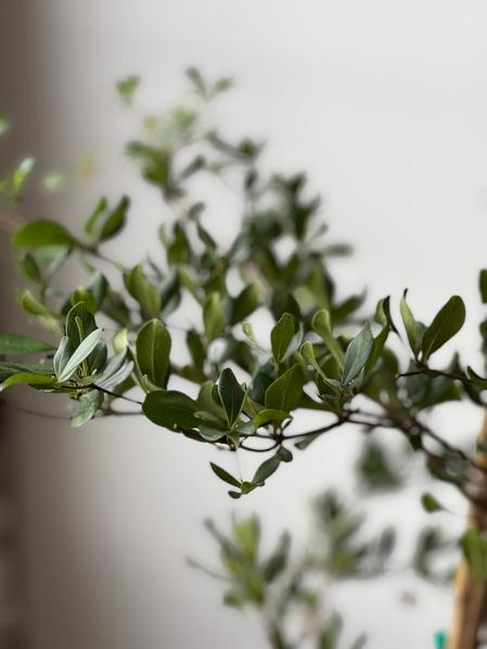 Black Olive Tree
