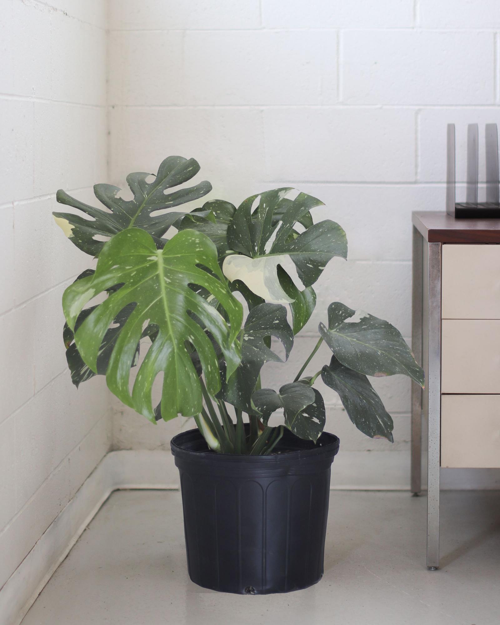 monstera deliciosa prix Monstera deliciosa | Plante Trouée Tendance main image 1
