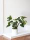 Monstera Deliciosa