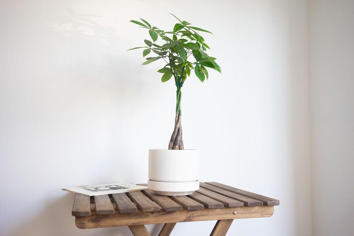 Braided Money Tree With Scandinavian Pot Medium 1 ½ ft tall