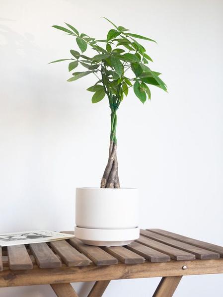 Braided Money Tree - Scandinavian