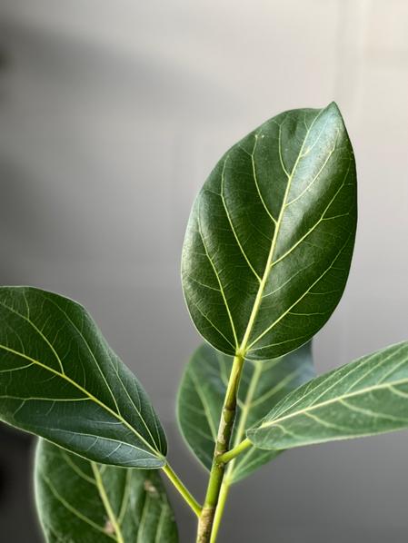 Ficus Audrey Plant