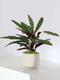 Calathea Paon de Rio