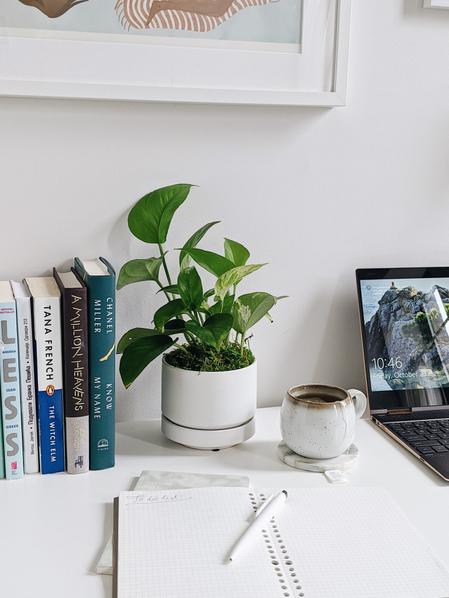Jade Pothos