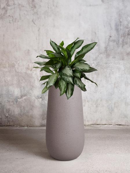 Silver Evergreen