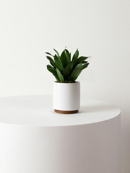 Dracaena Compacta