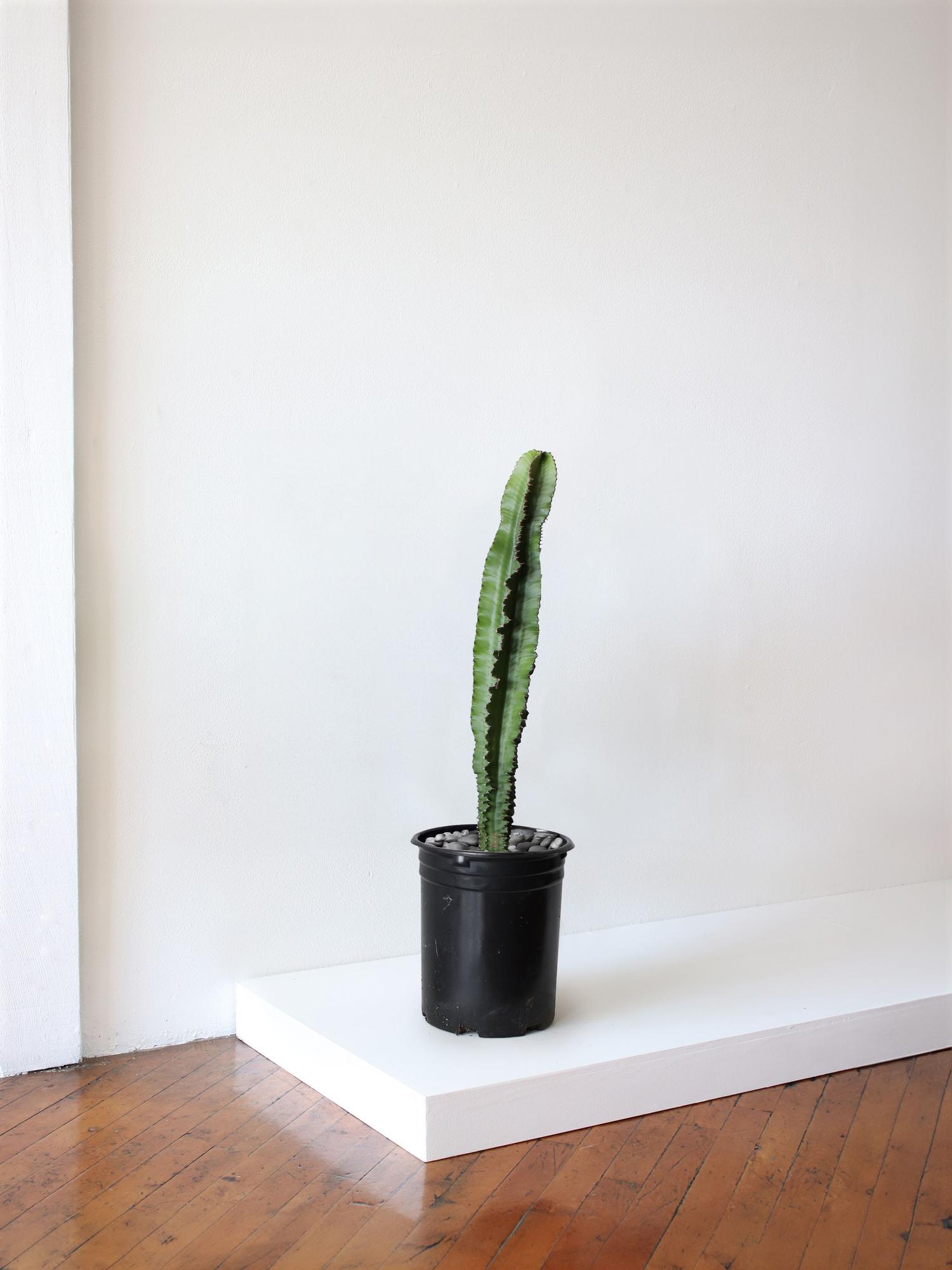 Jade Cactus Large (3 FT TALL) – No Decorative Pot - Plant Only, potted ...