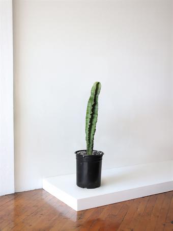 indoor plants picture