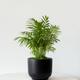 Parlor Palm