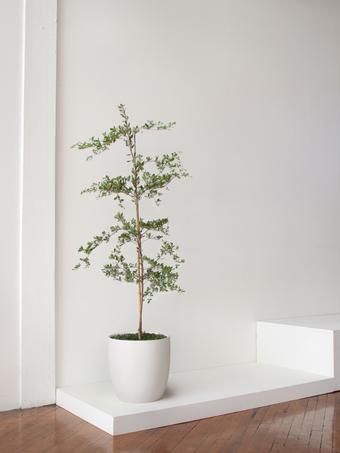 indoor plants picture