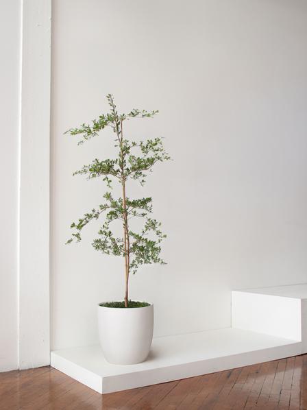 Black Olive Tree
