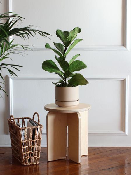 Fiddle Leaf Fig Plant