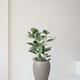 Ficus Audrey