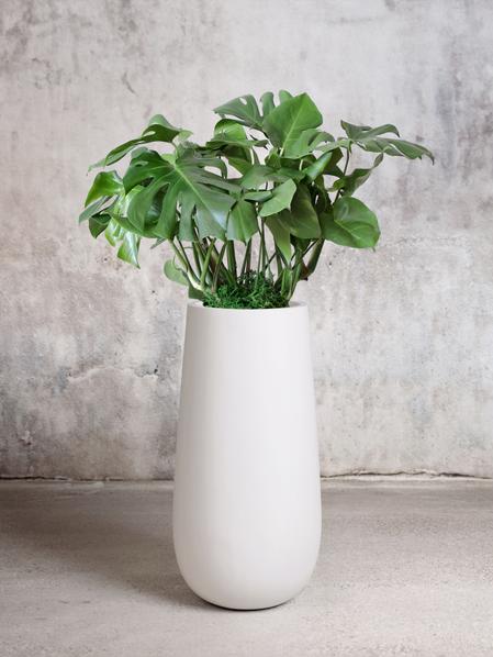 Monstera Deliciosa